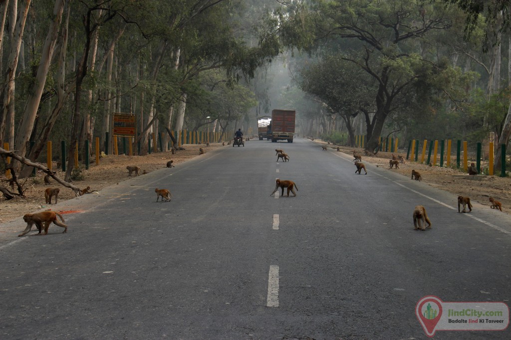 Bir Bara Ban Wildlife Sanctuary, Jind